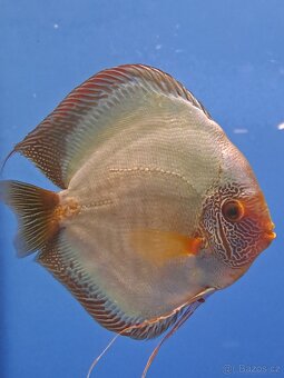 Discus-Terčovec - 10