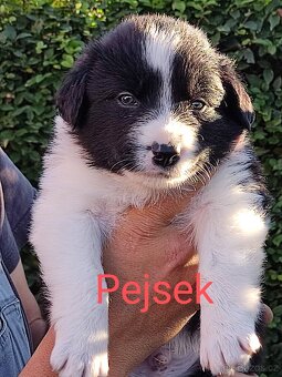 Border kolie bez pp - 10