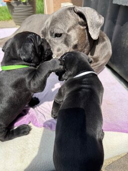 Cane Corso – kluci s PP hledají domov - 10