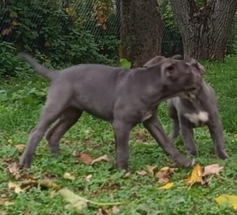 Cane Corso - 10