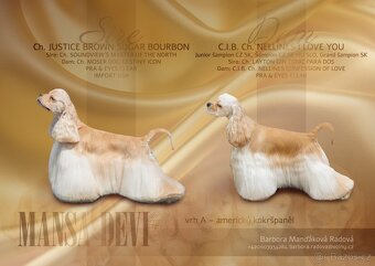 Americký kokršpaněl s PP - 10