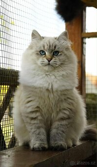 Sibiřská kočka s PP - 10