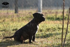 LUXUSNÍ společník - Uruguayský Cimarron s PP - 10
