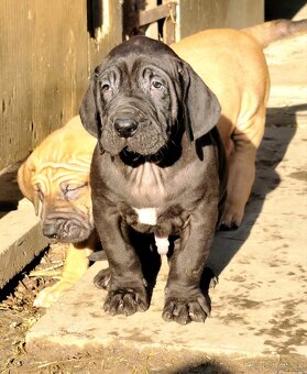 Brazilská fila s PP - 10