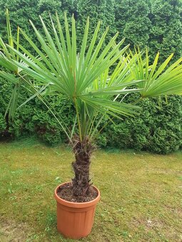 Palma Trachycarpus fortunei - 10