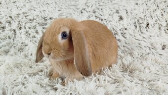 Zakrslý beránek, králíček, králík - RIKI - 10
