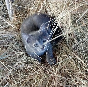 Darujeme 4 kočičky a 1 kocourka - 10