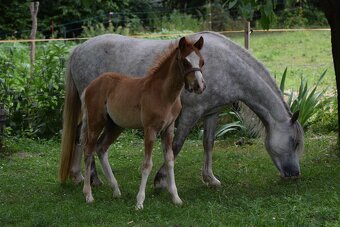Hřebeček Welsh B 2025 Rezervace - 10