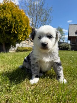 Border kolie - 10