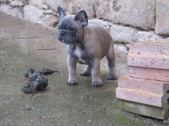 Francouzský buldoček bez PP - 10