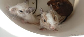 Darování osmáků degu do dobrých rukou - 10