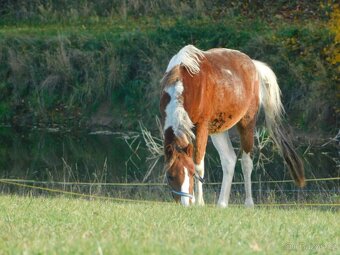 dvouletý pony - 10