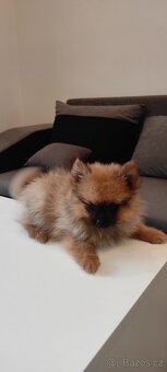 Špic pomeranian s pp štěňata ji - 10