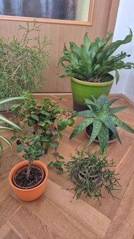 pokojové květiny- Brno sever - 10