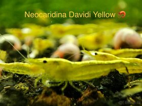 PREMIUM Akva Krevetky a Mini Raciky - 10