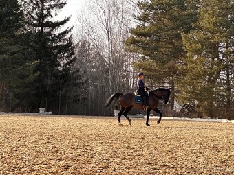 Zatím půlpronajem koně - 10