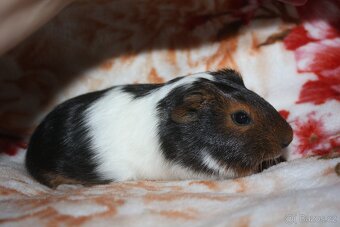 Morče , morčata z chs - 10