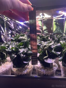 adenium obesum mini - 10