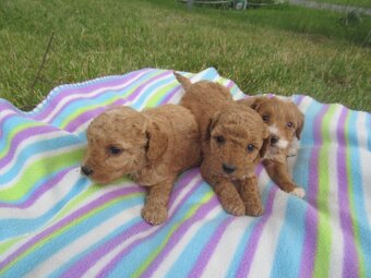 Maltipoo štěňátka - 10
