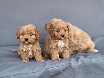 Cavapoo - 10
