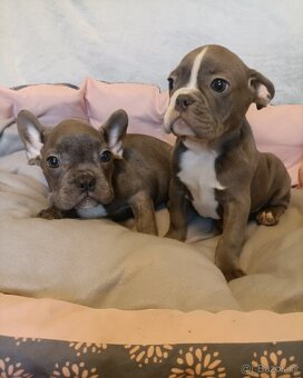 Francouzský buldoček, šteniatka modré a čierne na predaj - 10