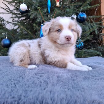 Australský ovčák s PP - 10