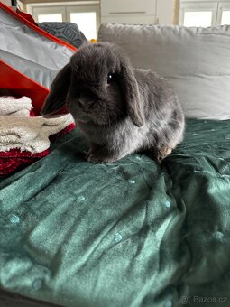 Minilop zakrslý králíček - 10