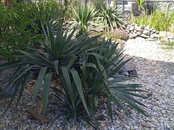 Juky, opuncie,agave - 10