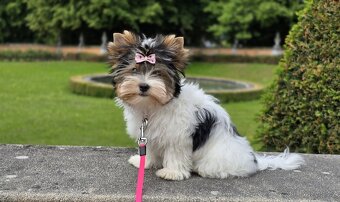 Biewer terrier -  fenka  s PP - 10