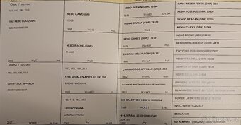 Hřebeček Wpbr s PP - 10