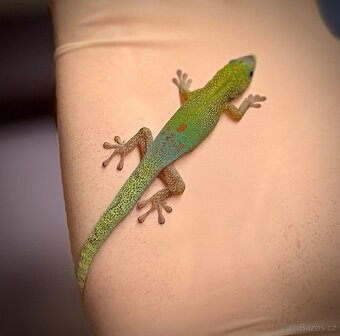 Phelsuma & Geckos - 10