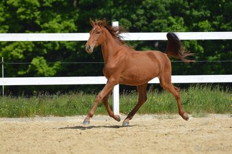 Sportovní klisna KWPN s TOP původem - 10