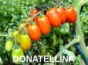 SADBA RAJČATA, PAPRKY, FEFERONKY, DÝNĚ, MELOUNY, OKURKY - 10
