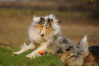 Štěně kolie hledá milující domov - 10