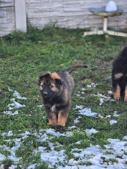 nemecký ovčak - 10