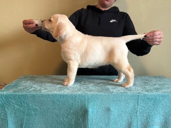 Labradorský retriever - 10