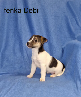 Jack russell terier - 10
