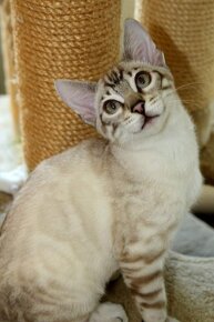 PŘEDBĚŽNÁ REZERVACE LUXUSNÍ Bengálská stříbrná koťáta s PP - 10