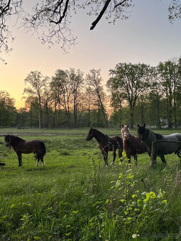 Prodáme valáška welsh pony of cob type, sekce C - 10