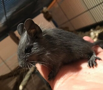 Mláďata osmáka degu s PP v různých barvách - 10