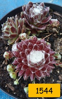 Netřesky, rozchodníky, delosperma na balkón i na zahradu. - 10