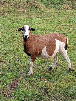 Kamerunské ovce - 10