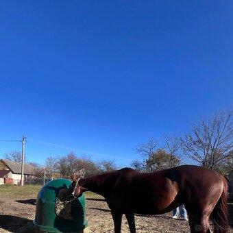 Krmný zvon pašík pro koně – nový, univerzální, regulovatel - 10