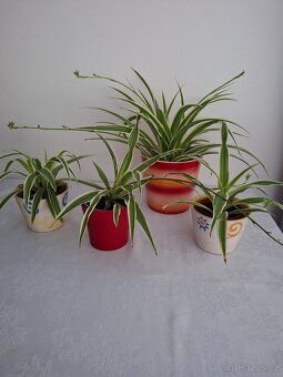 Plectrantus red + keramický obal - 10