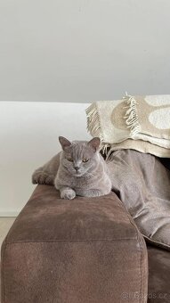 Britský kocour ke krytí - 10