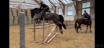 Úžasný valach k rekreaci/ hobby sport - 10