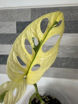 Monstera Adansonii Japanese Tricolor - 10