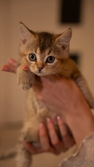 Britská Koťata - 10