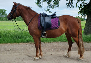 Prestige Top Dressage 16", komora 34 - 10