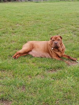 Sharpei,šarpej stěně s PP - 10
